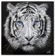 Schilderij metaal portret tijger 80 x 80 - Artello