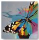 Schilderij vlinder kleuren 75 x 75 Artello