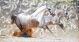 Schilderij witte paarden aluminium 120 x 60 Artello
