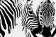Schilderij zebra zwart wit - Artello